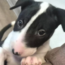 Stubby, tricolor Bull Terrier for sale