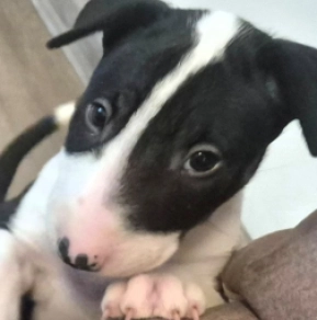 Bullterrier Welpe kaufen