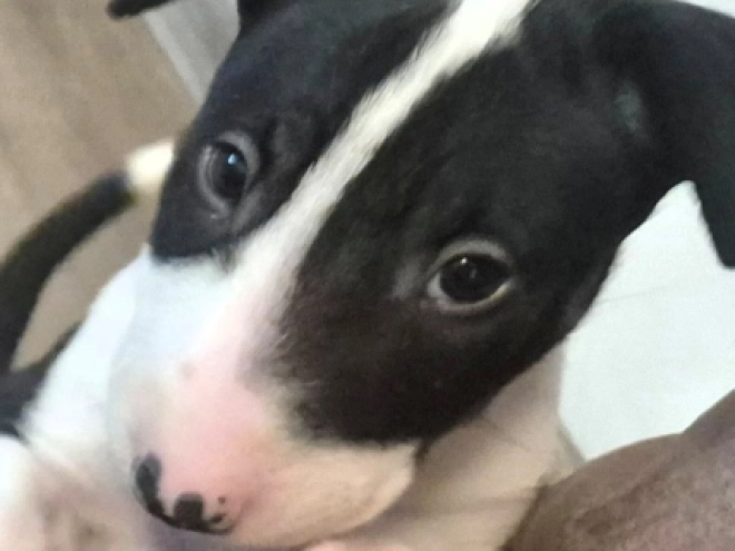 Bullterrier Welpe kaufen