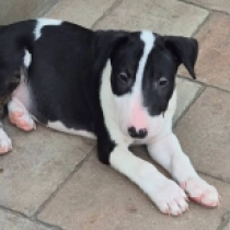 Stubby, tricolor Bull Terrier for sale