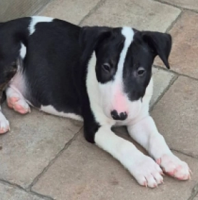 Bull Terrier puppy for sale
