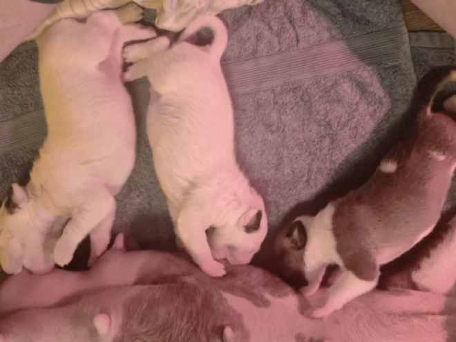 Bullterrier Welpe kaufen