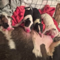 Promising litter, white, tricolor Bull Terrier for sale