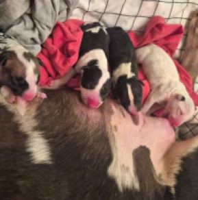 Perros Bull Terrier en venta