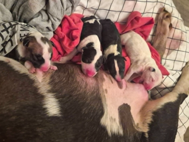 Bullterrier Welpe kaufen