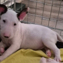 Gandalf, white with markings Bull Terrier for sale