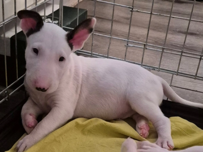 Bullterrier Welpe kaufen