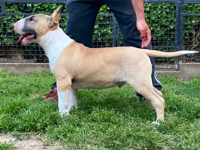 Bull Terrier puppy for sale