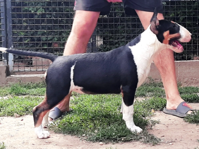Bull Terrier puppy for sale