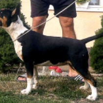 Barbara, tricolor Bullterrier Welpen kaufen