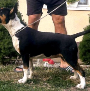 Bull Terrier puppy for sale