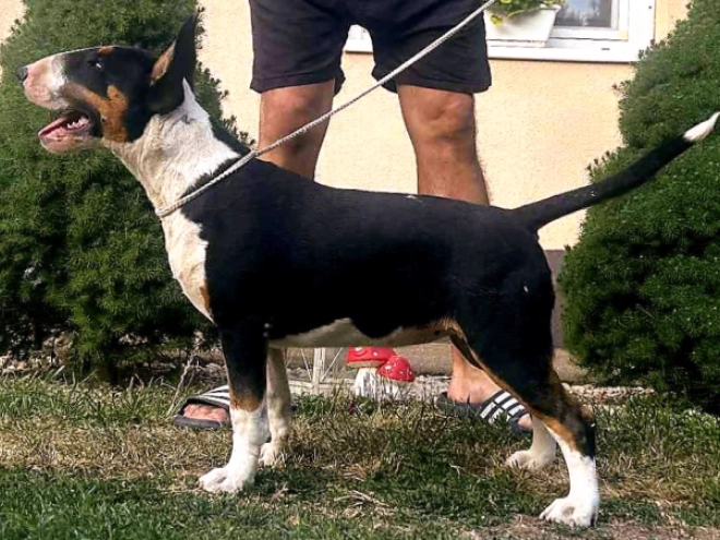 Bull Terrier puppy for sale