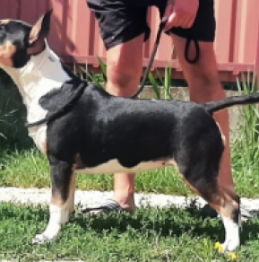 Bullterrier Welpe kaufen