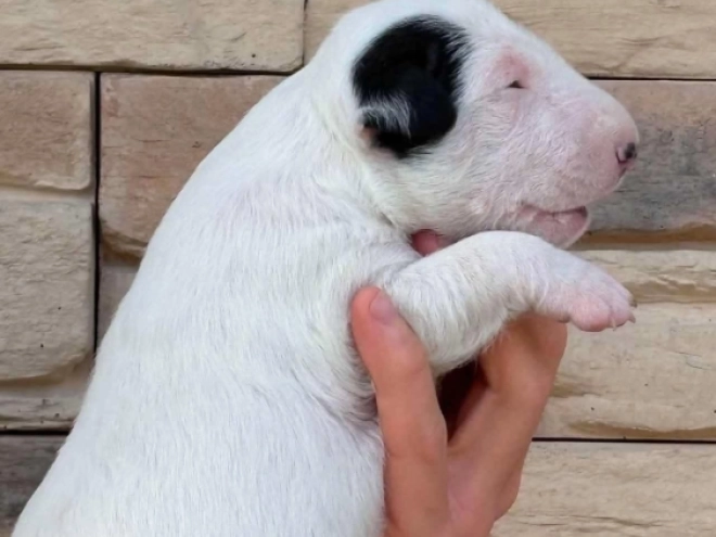 Bull Terrier puppy for sale