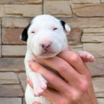 Dixie, white with markings Bullterrier Welpen kaufen