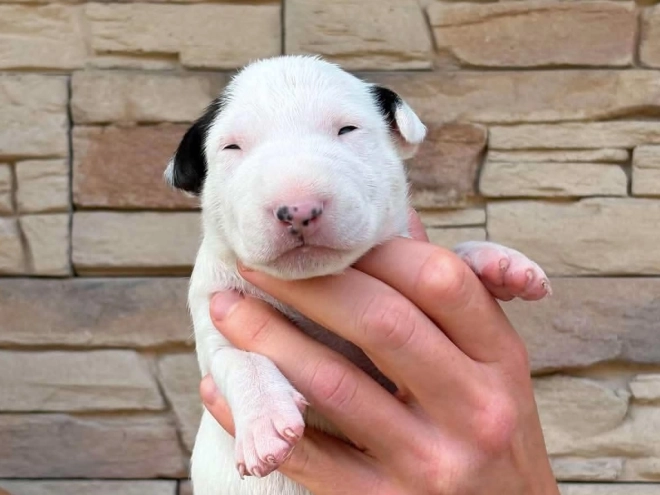 Bull Terrier puppy for sale