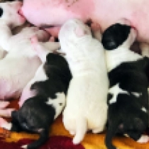 Baxter, white with marking Bull Terrier en venta