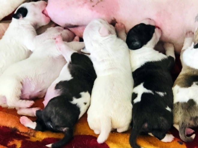 Perros Bull Terrier en venta