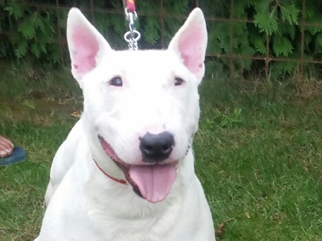 Bullterrier Welpe kaufen