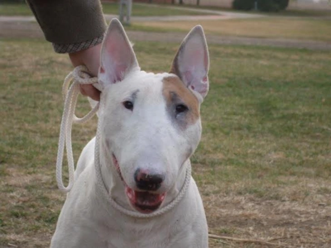 Bull Terrier puppy for sale