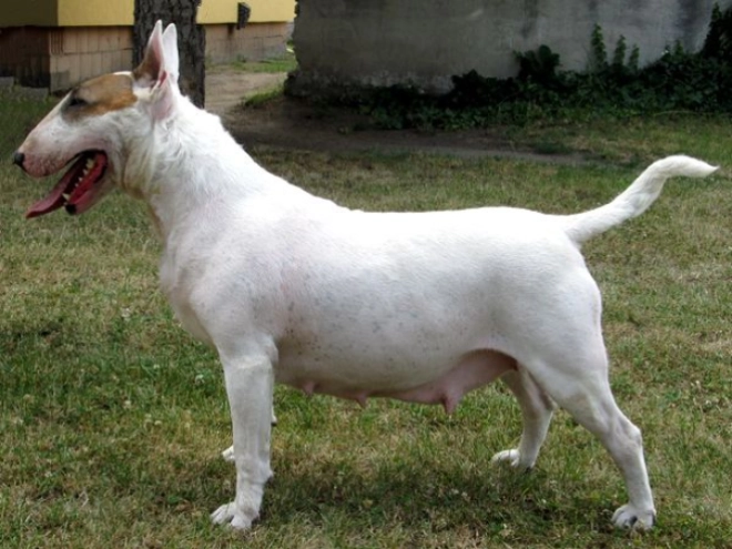 Bull Terrier puppy for sale