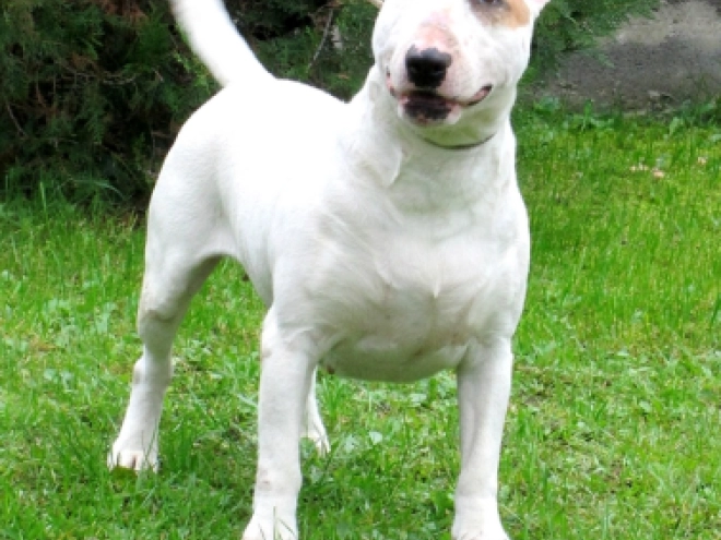 Bull Terrier puppy for sale