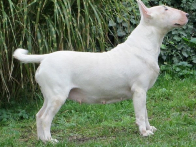 Bull Terrier puppy for sale