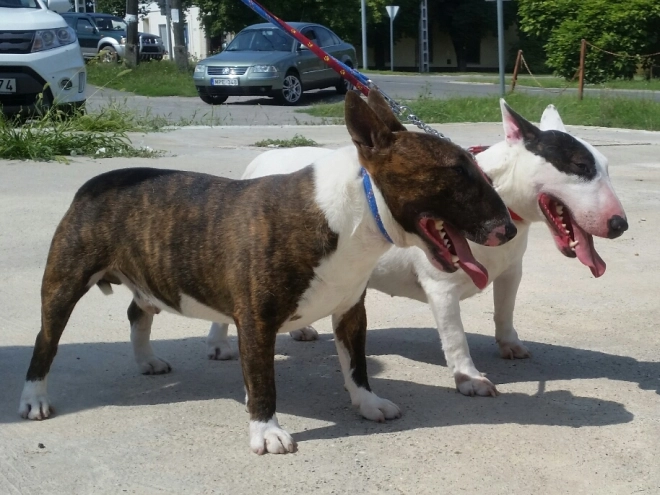 Bullterrier Welpe kaufen