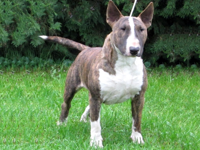 Bull Terrier puppy for sale