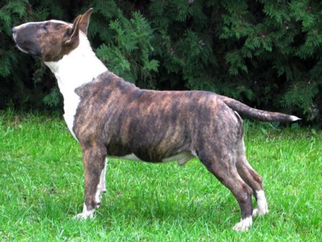 Bull Terrier puppy for sale