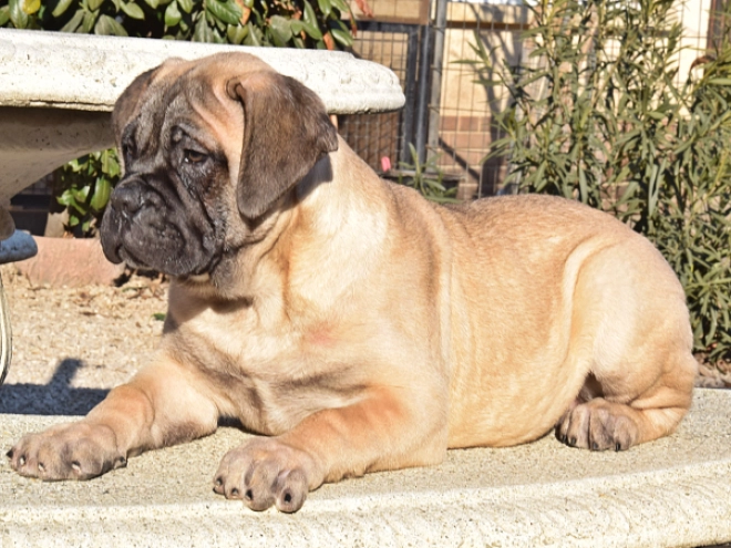 Bullmastiff puppy for sale