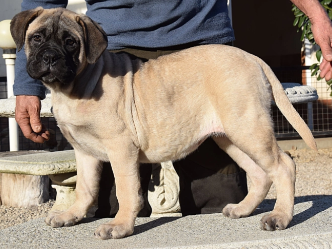 Bullmastiff puppy for sale