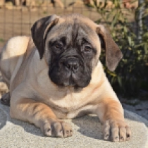 Bullmastiff puppy for sale
