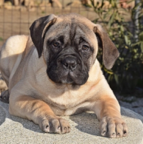 Bullmastiff puppy for sale