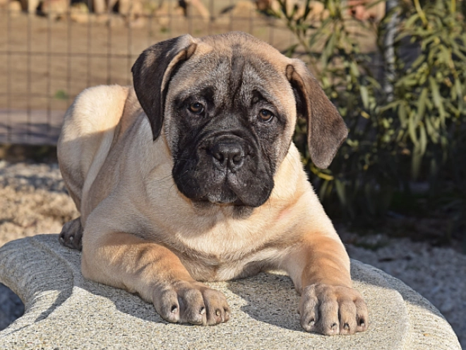 Bullmastiff puppy for sale