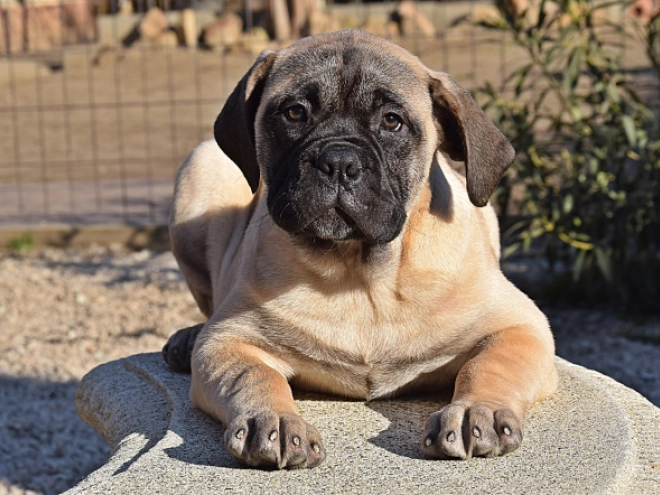 Bullmastiff puppy for sale