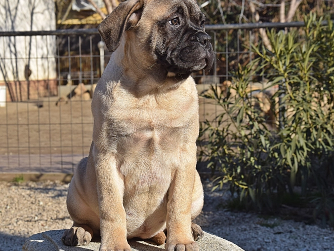 Bullmastiff puppy for sale
