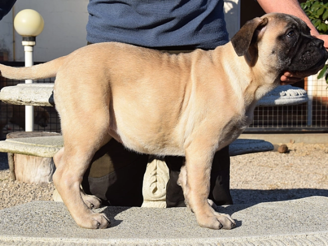 Bullmastiff puppy for sale
