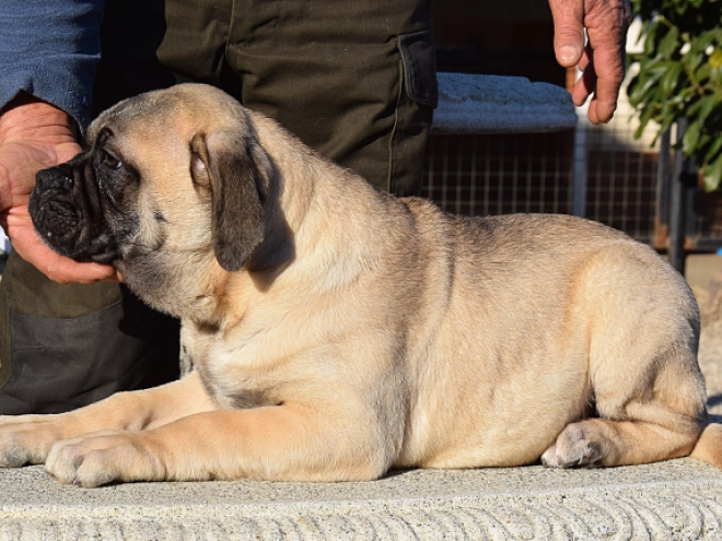 Bullmastiff puppy for sale