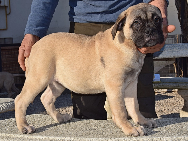 Bullmastiff puppy for sale