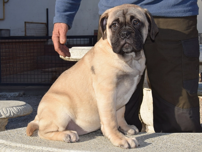 Bullmastiff puppy for sale
