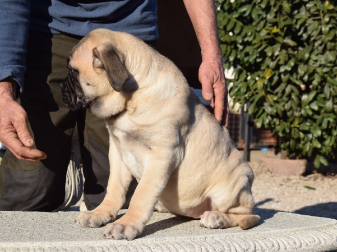 Bullmastiff puppy for sale