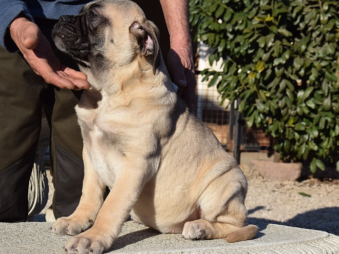 Bullmastiff puppy for sale