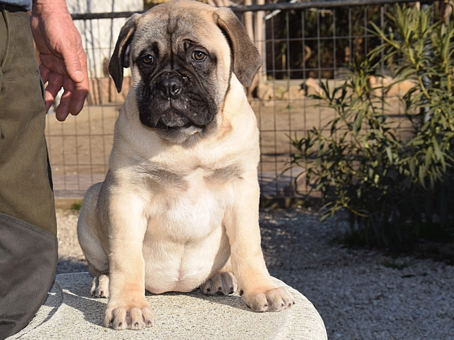 Bullmastiff puppy for sale
