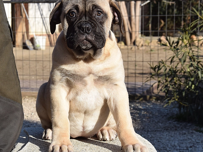 Bullmastiff puppy for sale