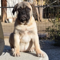 Bullmastiff puppy for sale