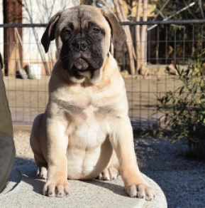 Bullmastiff puppy for sale