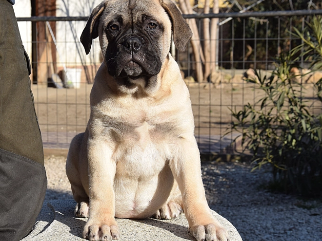 Bullmastiff puppy for sale