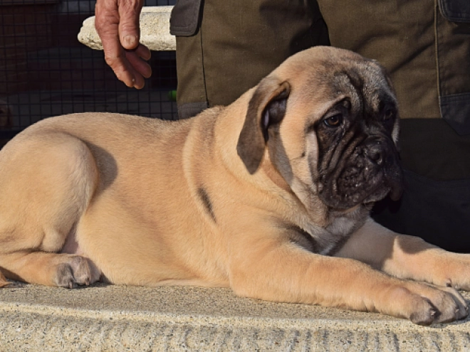 Bullmastiff puppy for sale