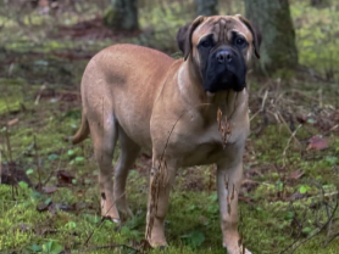 Bullmastiff Welpe kaufen